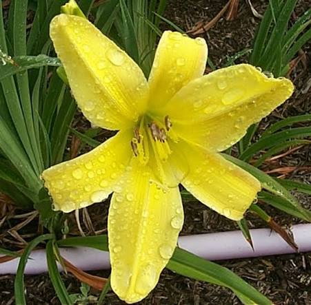 In memory of Gladys Pritchett